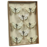 Butterfly Specimen Box