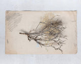 Dried Justicia Sea Bush